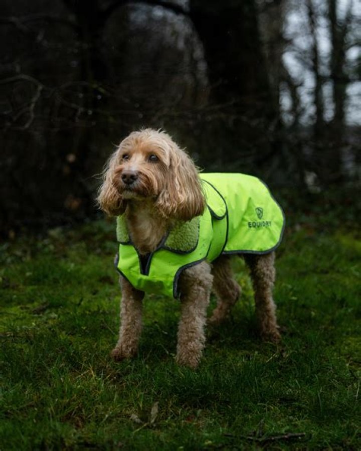 Petrol Dog Drink A New Trend For Your Furry Friend?