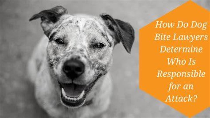Petrol Dog Drink: Understanding The Risks And Safe Alternatives