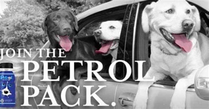 Petrol Fuel for Dogs Healthy energy drink for your pup Product Hunt