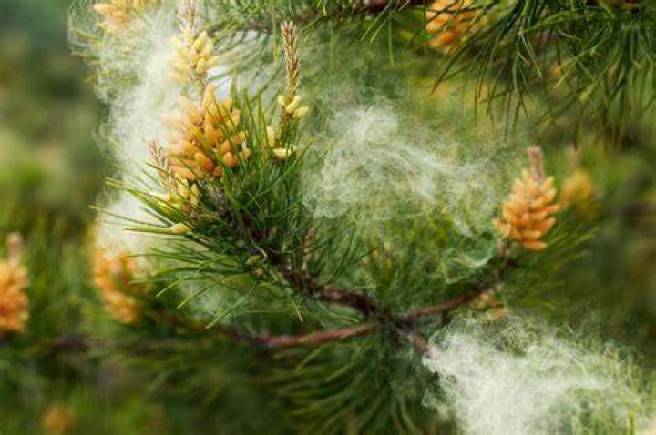 Pine pollen has been consumed for health and wellbeing in China, South Korea and Japan for more than 3000 years. Photo / Supplied