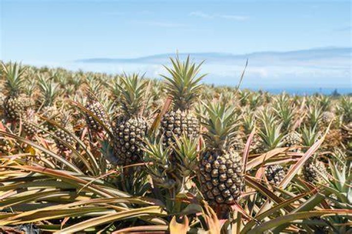 Pineapple Brat: The Unique Culinary Experience
