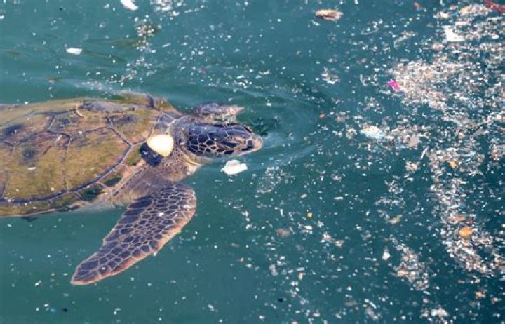 Plastic ingestion: University of Exceter found over 1000 turtules die every year from plastic waste. Photo / Marcos Souza, Getty Images