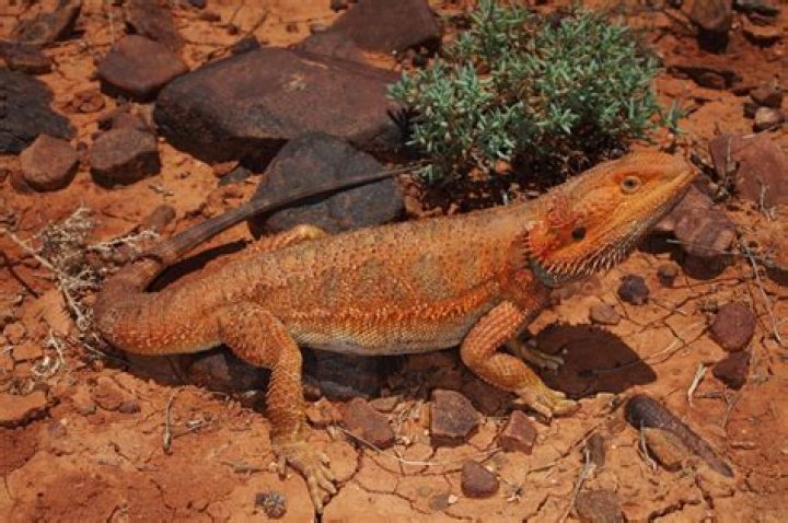 Pogona Bearded Dragon A genus of reptiles International Choice
