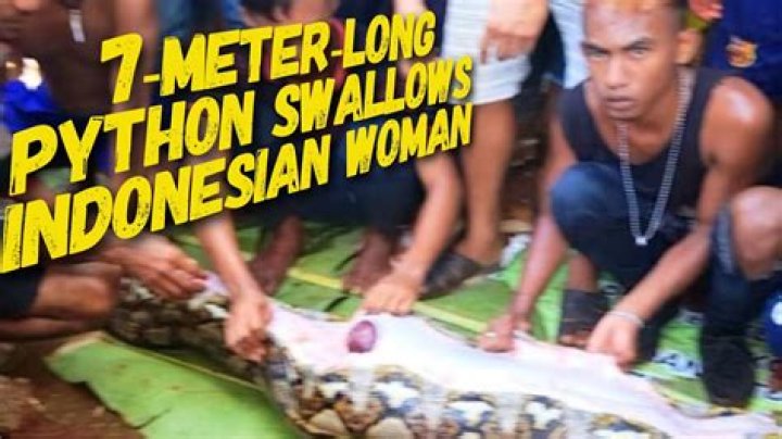 Python swallows woman