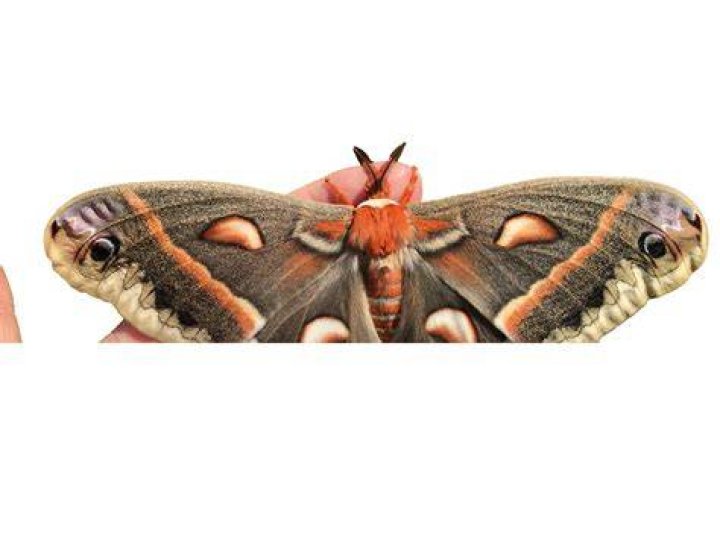 Randall Park as Tiger Moth in Thomas & Friends (Live-Action)