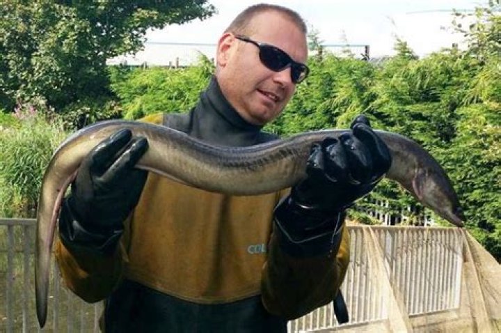 Rare eel strays thousands of miles from its home in Bermuda and arrives
