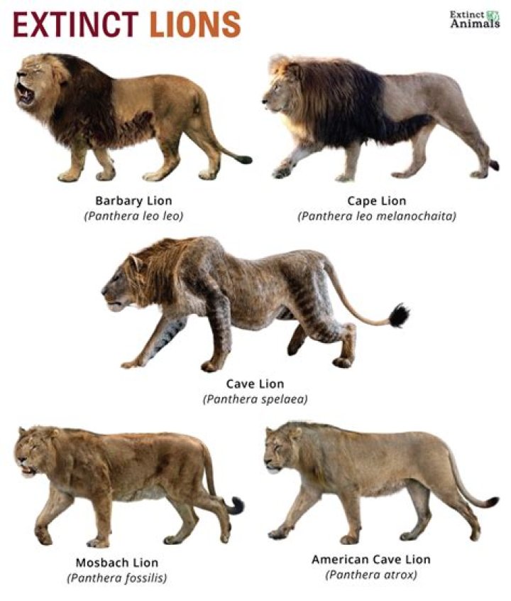 Real or fake: Did lions eat 3 suspected Rhino poachers in SA? Real or fake: Did lions eat 3 suspected Rhino poachers in SA?