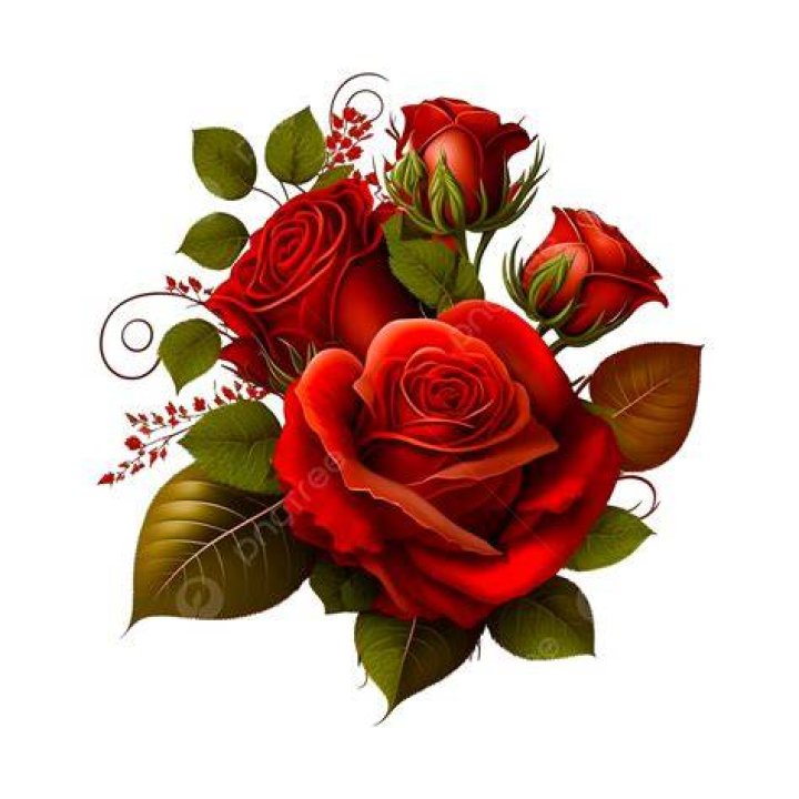 Rose Flower Png Photos