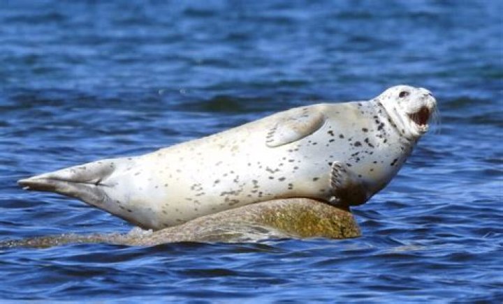 Seal Spotted With Mystery Woman