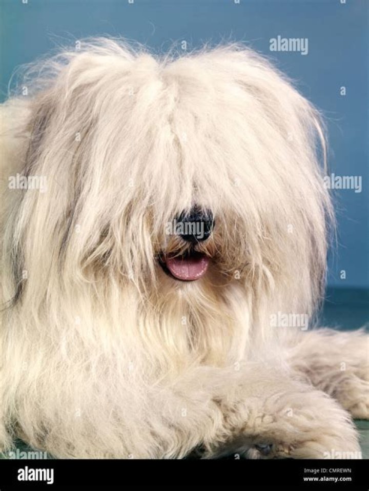 Shaggy Sheepdog and his squad of backup dancers. Photo / Warner Brothers Discovery