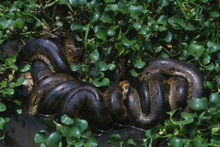 Snake in Anaconda