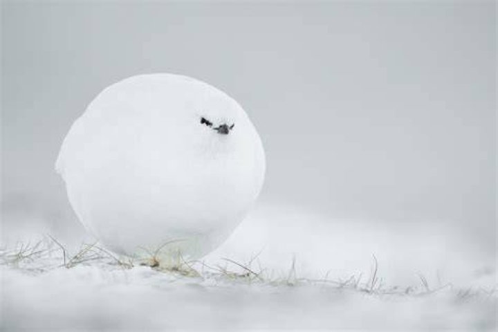 Snowball. Photo / The Comedy Wildlife Photography Awards 2023, Jacques Poulard