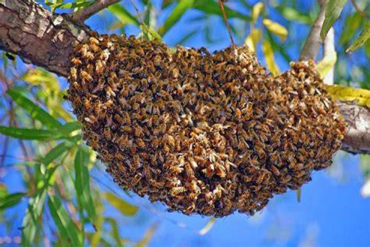 SWARM