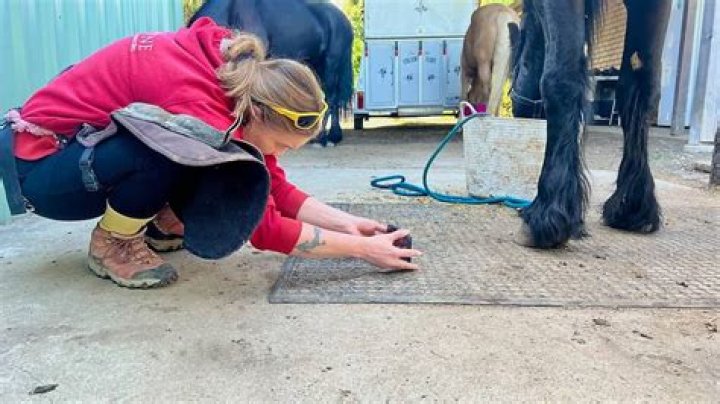 Taking lessons on the hoof