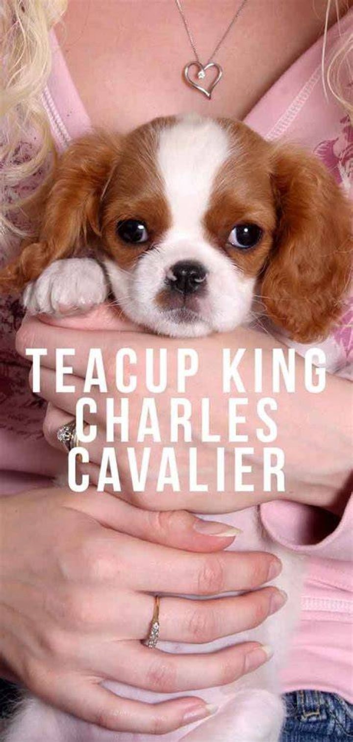 Teacup King Charles Cavalier Your Guide To The Mini Cavalier
