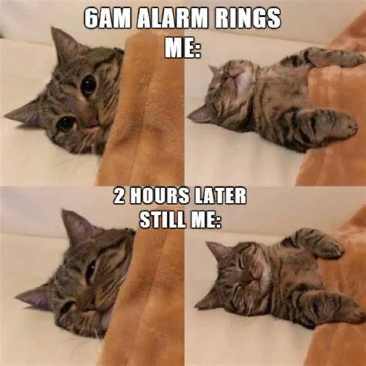 The best cat memes ) Memedroid