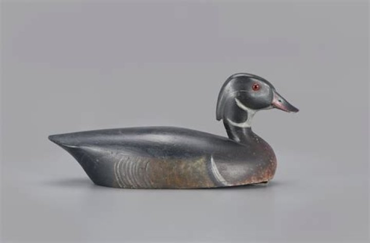 The Enigmatic Beauty Of The Painted Duck
