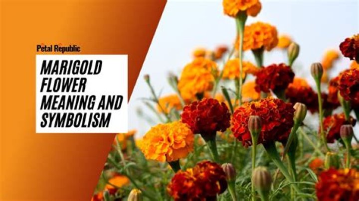 The Real Meaning Of A Marigold Tattoo