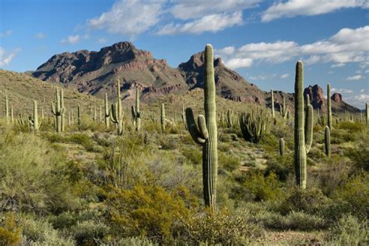 The Sonora Desert, Arizona. Photo / Robert Murray, Unsplash