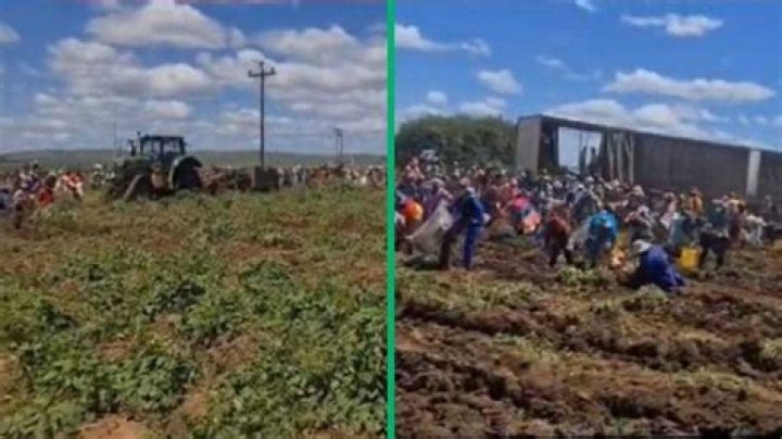 TikTok Video of Farmer Giving Away Leftover Potato Harvest Warms Mzansi Hearts