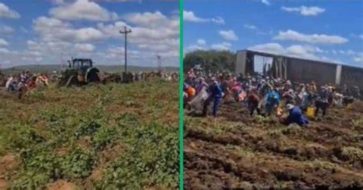 TikTok video shows farmer giving away potatoes TikTok video shows farmer giving away potatoes