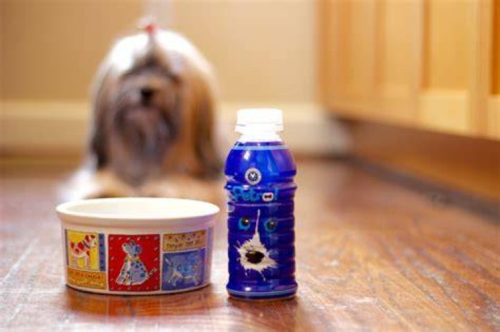To Dog With Love Petrol Fuel for Dogs A Tasty, Hydrating Treat