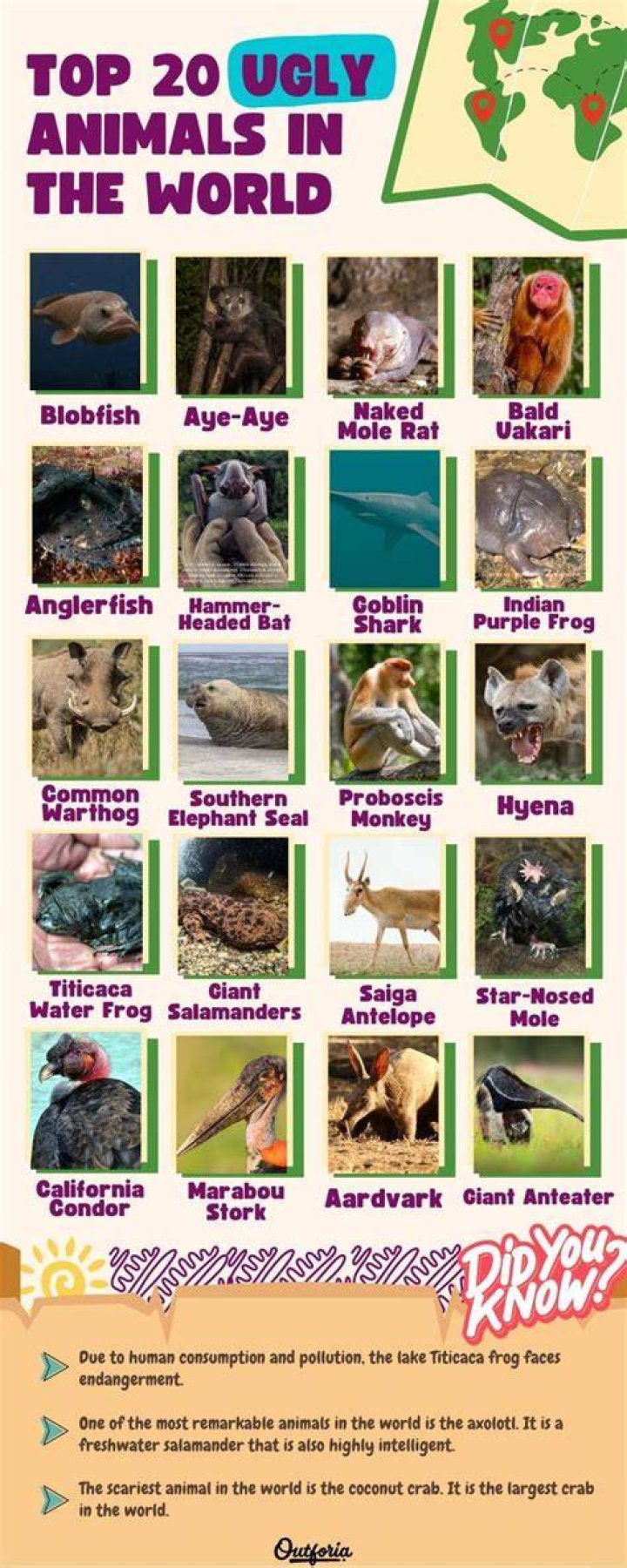 Toothless and beautiful Ugly animals, Ugly dogs, Funny dog pictures
