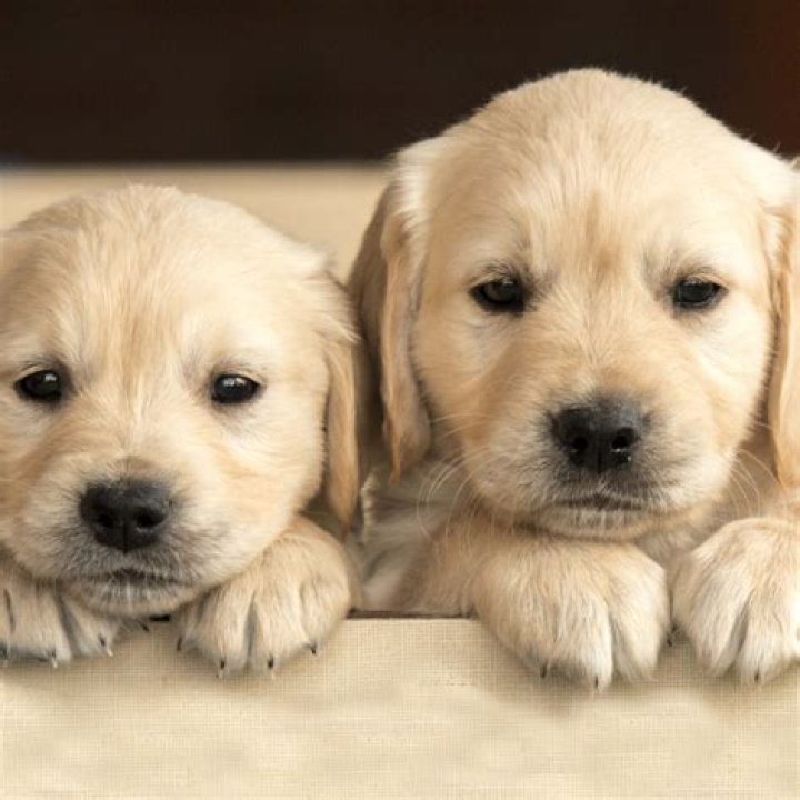 Top 100 cute female pet fox names cute nicknames