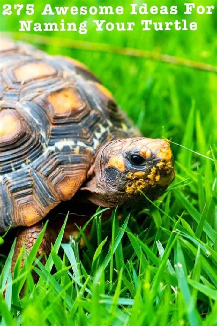 Turtle Names 275 Awesome Ideas For Naming Your Turtle