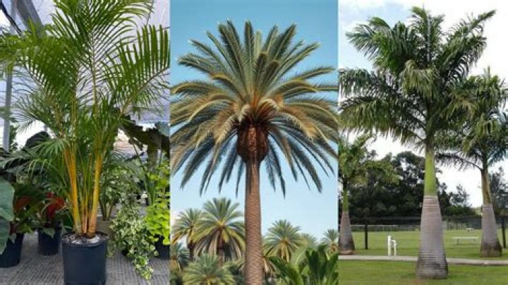 types of palm trees in South Africa