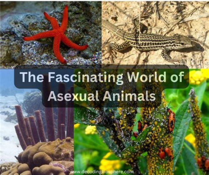 Tyrus Animals: Exploring The Fascinating World Of Animal Behavior