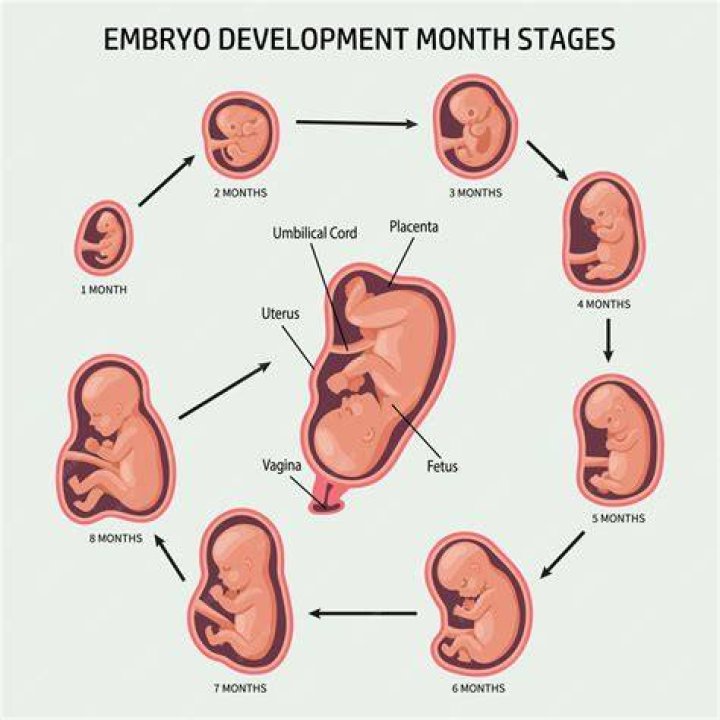 Understanding Pregnancy: A Comprehensive Guide To Being Pregnant