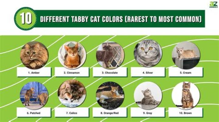 Understanding Strawberry Tabby Cats: An In-Depth Guide
