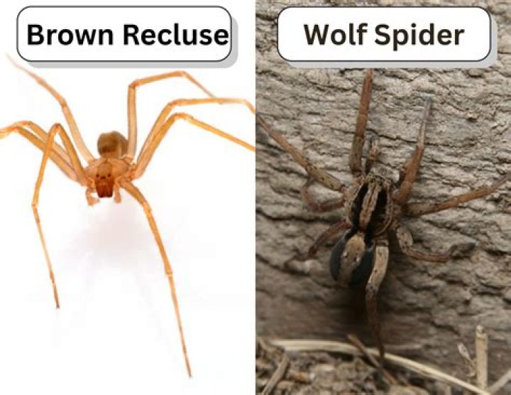 Understanding The Differences: Brown Recluse Vs Wolf Spider