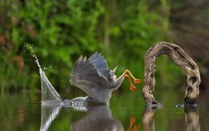 Unexpected plunge. Photo / The Comedy Wildlife Photography Awards 2023, Vittorio Ricci 