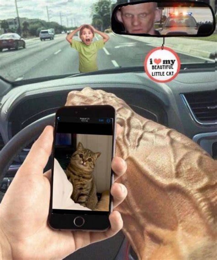 Unleashing The Cat Car Meme Phenomenon
