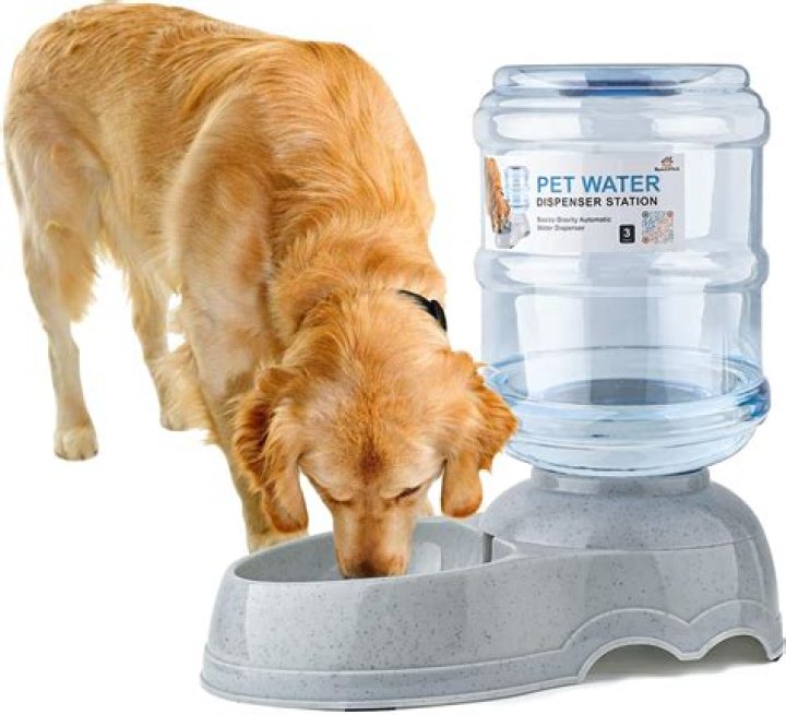 Unleashing The Mystery Of The Petrol Dog Drink