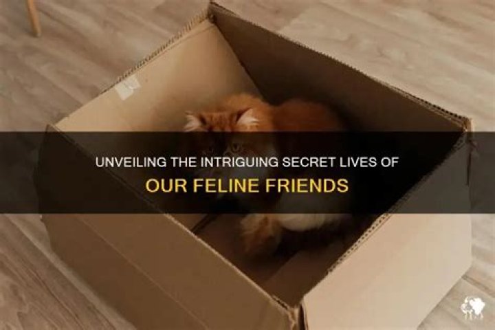 Unveiling The Intriguing Lives Of Sarah Aspin, Blake, Lola Jade Fielder