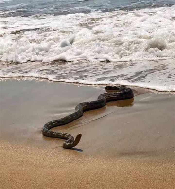 Venomous sea snake discovery surprises beachgoers