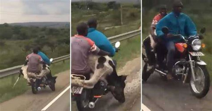 Video, Motorcycle, Cow Video, Motorcycle, Cow