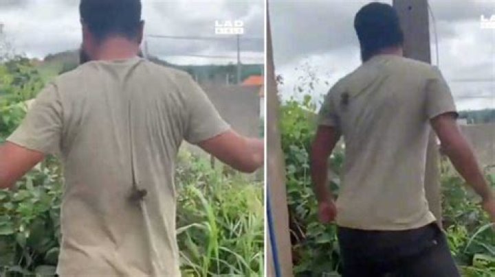 Viral TikTok Shows Man’s Calm Reaction to Big Black Spider Crawling up His Back
