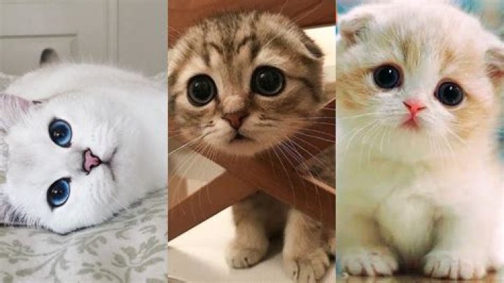 What is the cutest cat name?