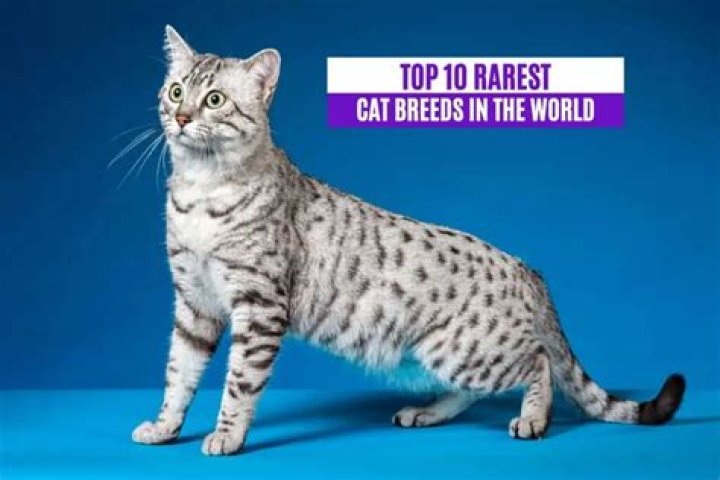 What is the rarest cat name?