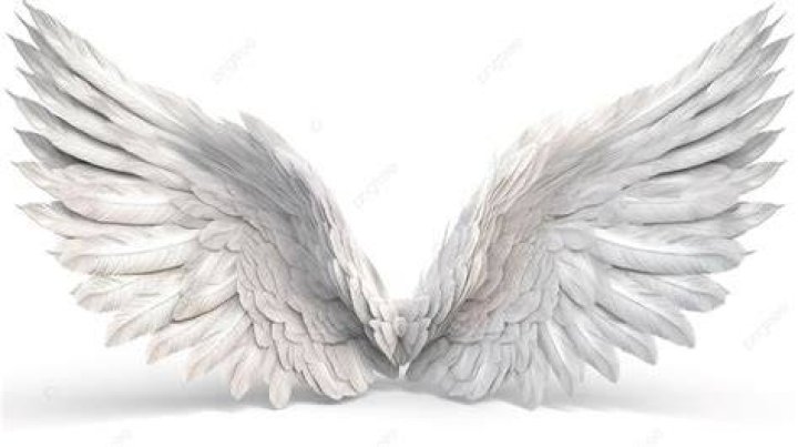 White angel wings on a black background White angel wings on a black background