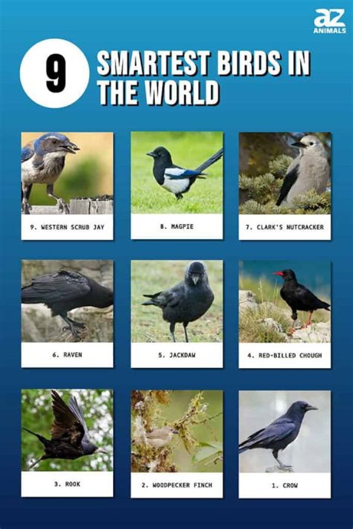 Who&rsquo;s the Smartest Bird?