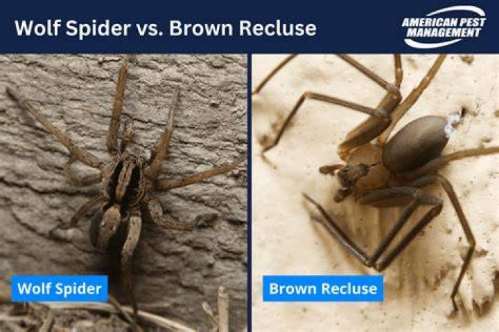 Wolf Spider vs Brown Recluse Five Main Differences Explained AZ Animals