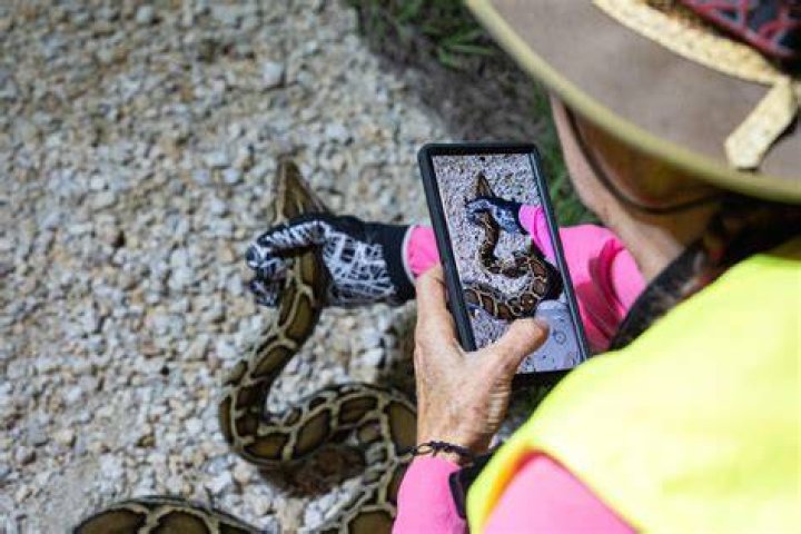 Woman carried a python