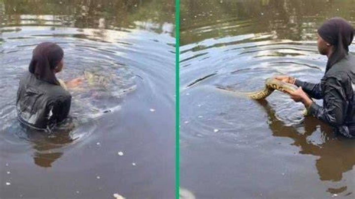 Woman Pets Python Swimming in River, TikTok Video Leaves SA Horrified