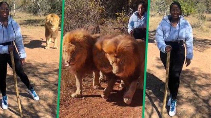 Woman Walks 3 Lions and Poses With Huge Beasts in TikTok Video, Mzansi Impressed by Courage: “Girl Isbindi”