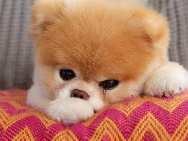 World's cutest dog, Boo the Pomeranian dies 'from heartbreak'